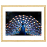 Close Up Peacock Showing Its Beautiful Feathers thumbnail