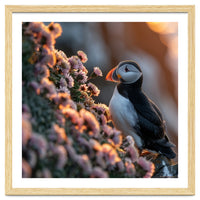 Puffin Bird On Rocks Near Pink Flowers At Sunset