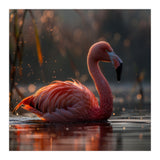 Pink Flamingo Swimming In Sunlight Water (Print Only) thumbnail