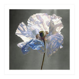 Shirley Poppy | Morning Silk (Print Only) thumbnail