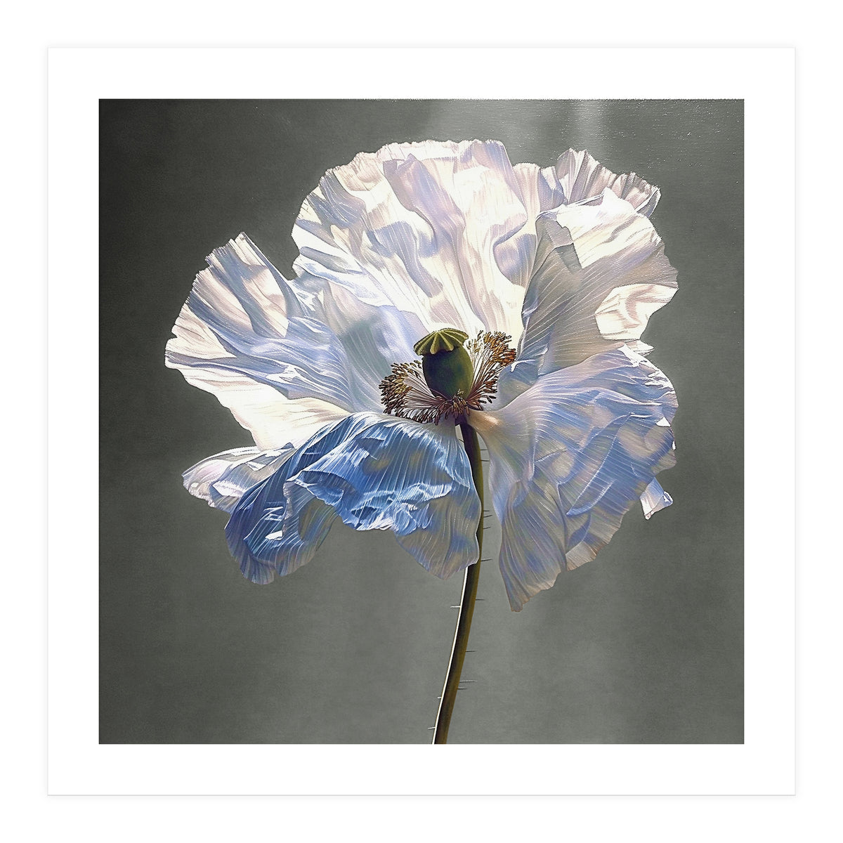 Shirley Poppy | Morning Silk (Print Only)
