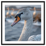 Majestic Swan Portrait In Snowy Waters thumbnail