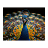 Close Up Peacock Displaying Its Feathers (Print Only) thumbnail