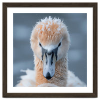 Majestic Swan Covered In Frost And Snow