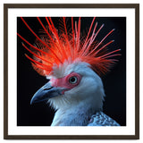 Secretary Bird thumbnail