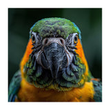 Blue And Gold Macaw Face Focused Portrait (Print Only) thumbnail