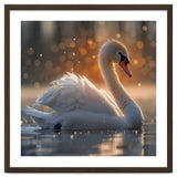 Majestic Swan Gliding On Water During Sunset Golden Hour Wildlife thumbnail