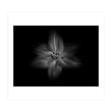 Backyard Flowers In Black And White No 28 Flow Version (Print Only) thumbnail