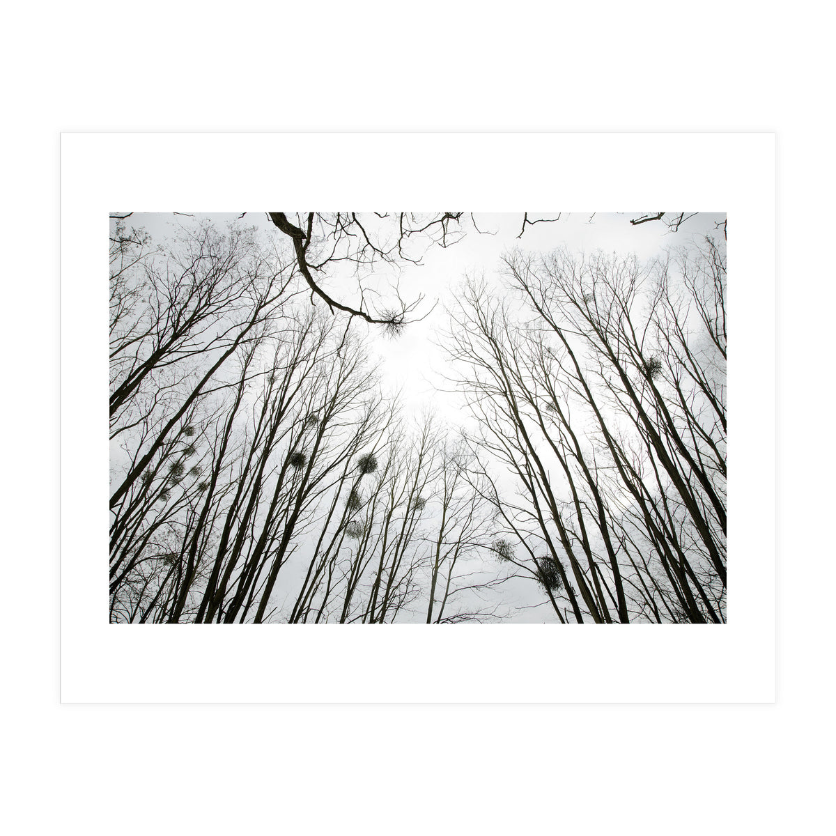 Bare trees in the winter sky (Print Only)