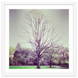 Tree Of Dreams thumbnail