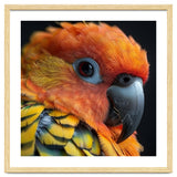 Close Up Of A Sun Conure Parrot's Head thumbnail