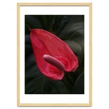 Red Anthurium Flower thumbnail