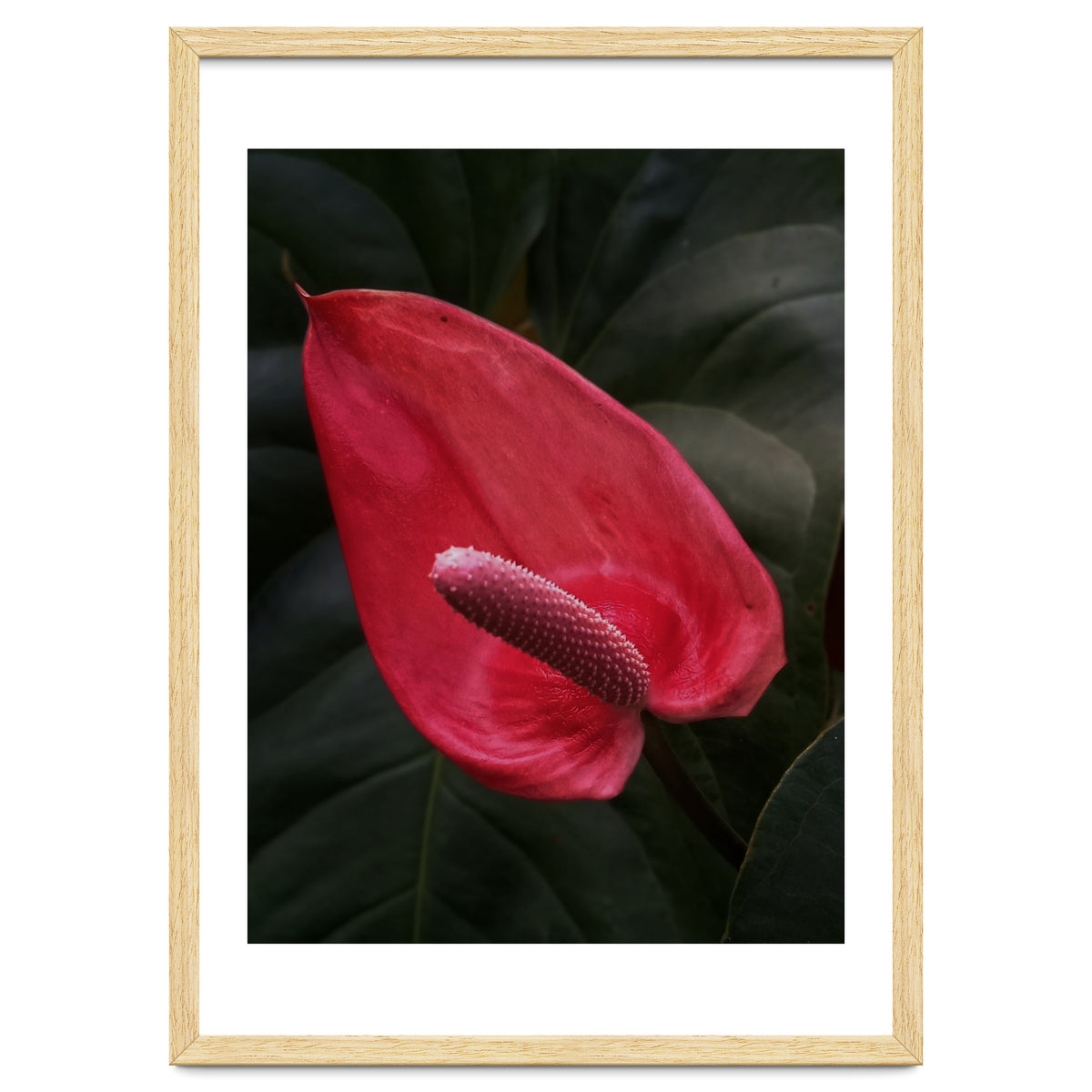 Red Anthurium Flower