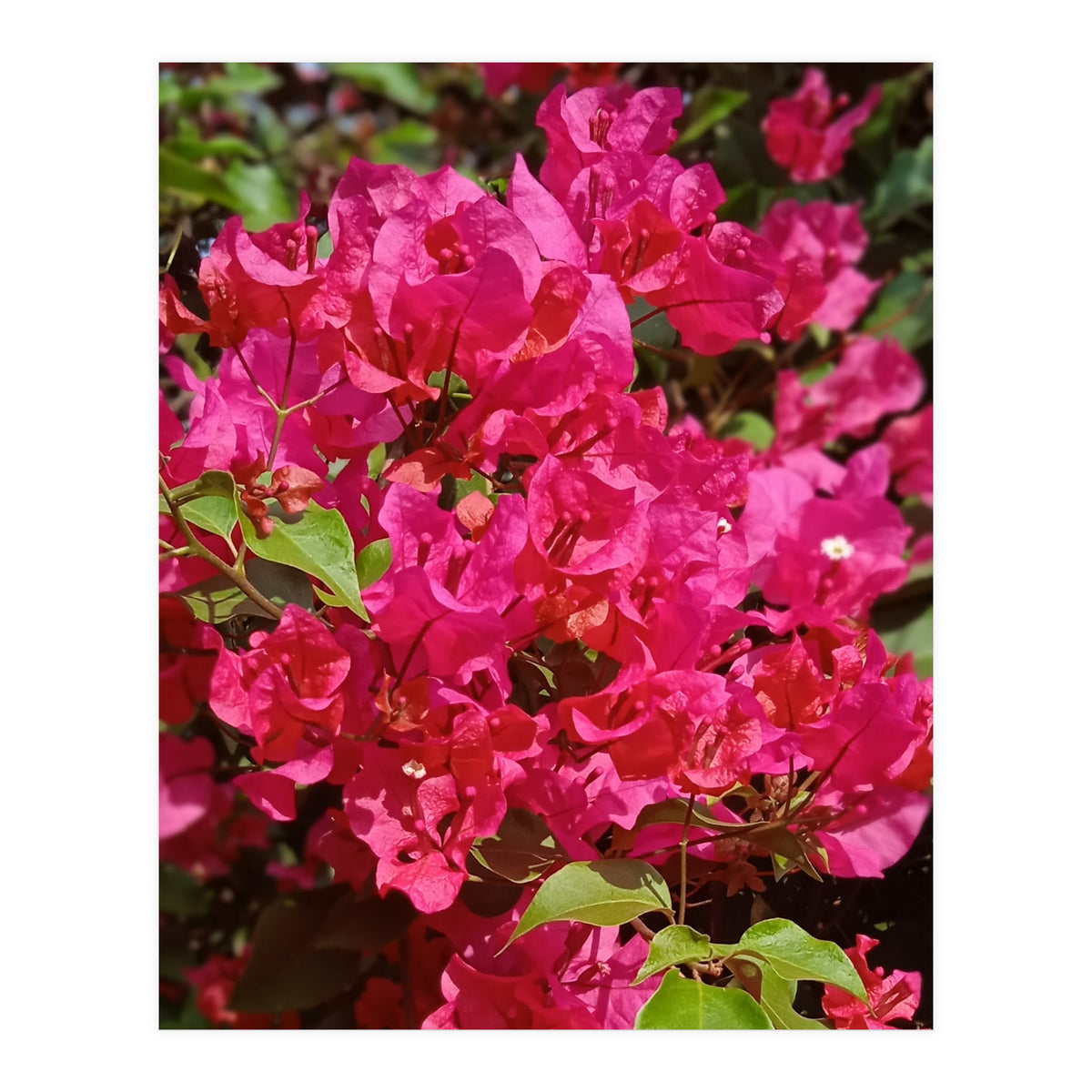 Pink Bougainvillea Flowers (Print Only)
