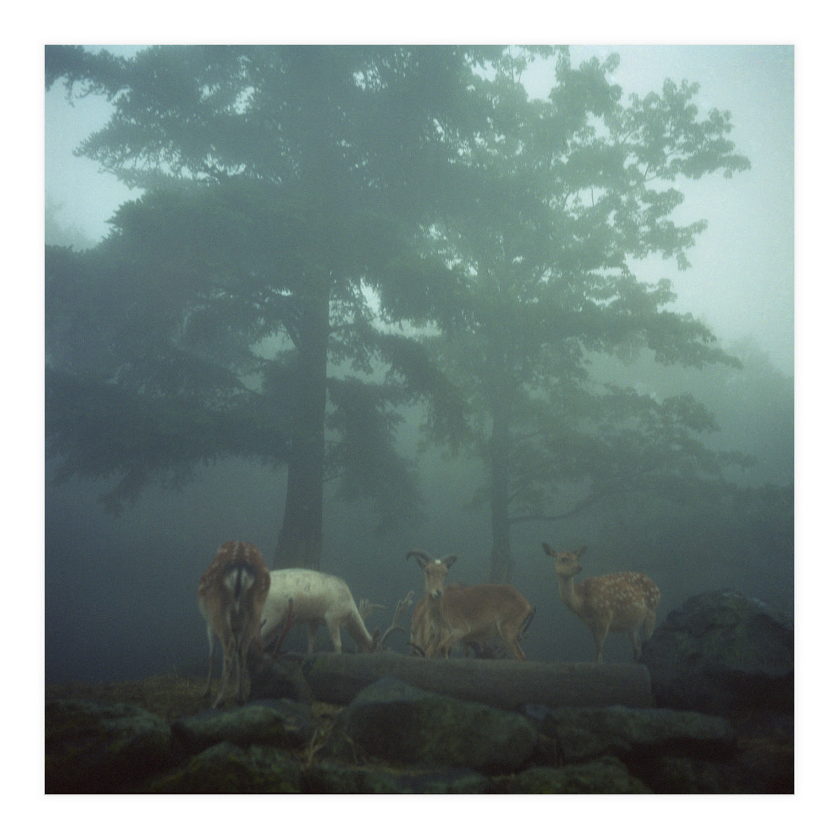 Silence of breath - 05 (Print Only)