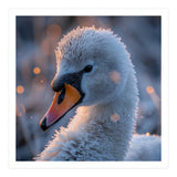 Close Up Frosty Swan Head During Golden Hour (Print Only) thumbnail