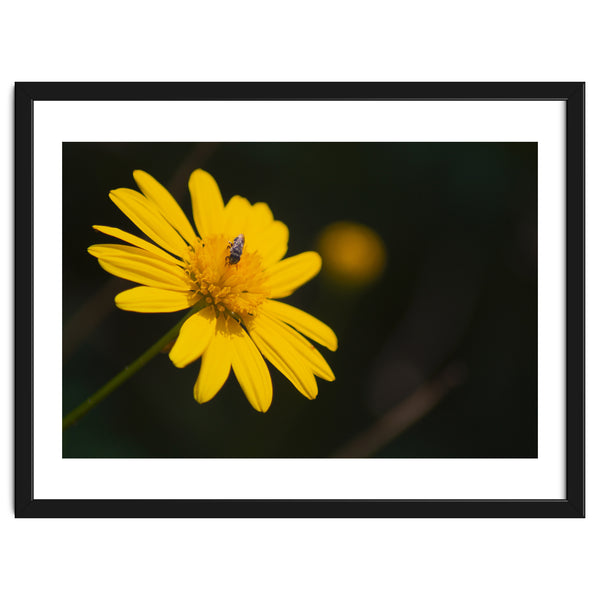 SUNFLOWER.