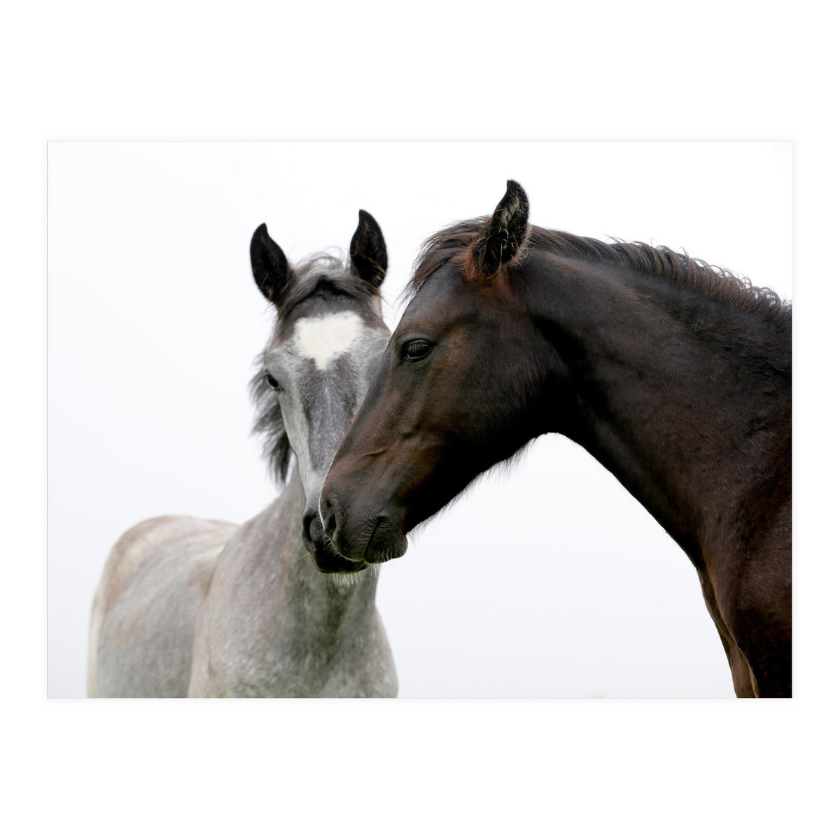 Two Horses (Print Only)