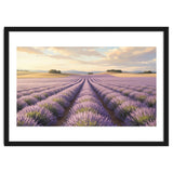 Provençal Sunset: Lavender Field Landscape thumbnail