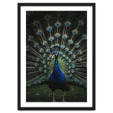 Peacock Portrait Photography thumbnail