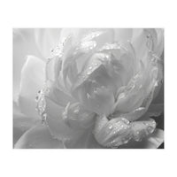 Ethereal Monochromatic Peony Petal Macro (Print Only)