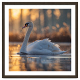Majestic Swan Gliding On Water At Sunset thumbnail