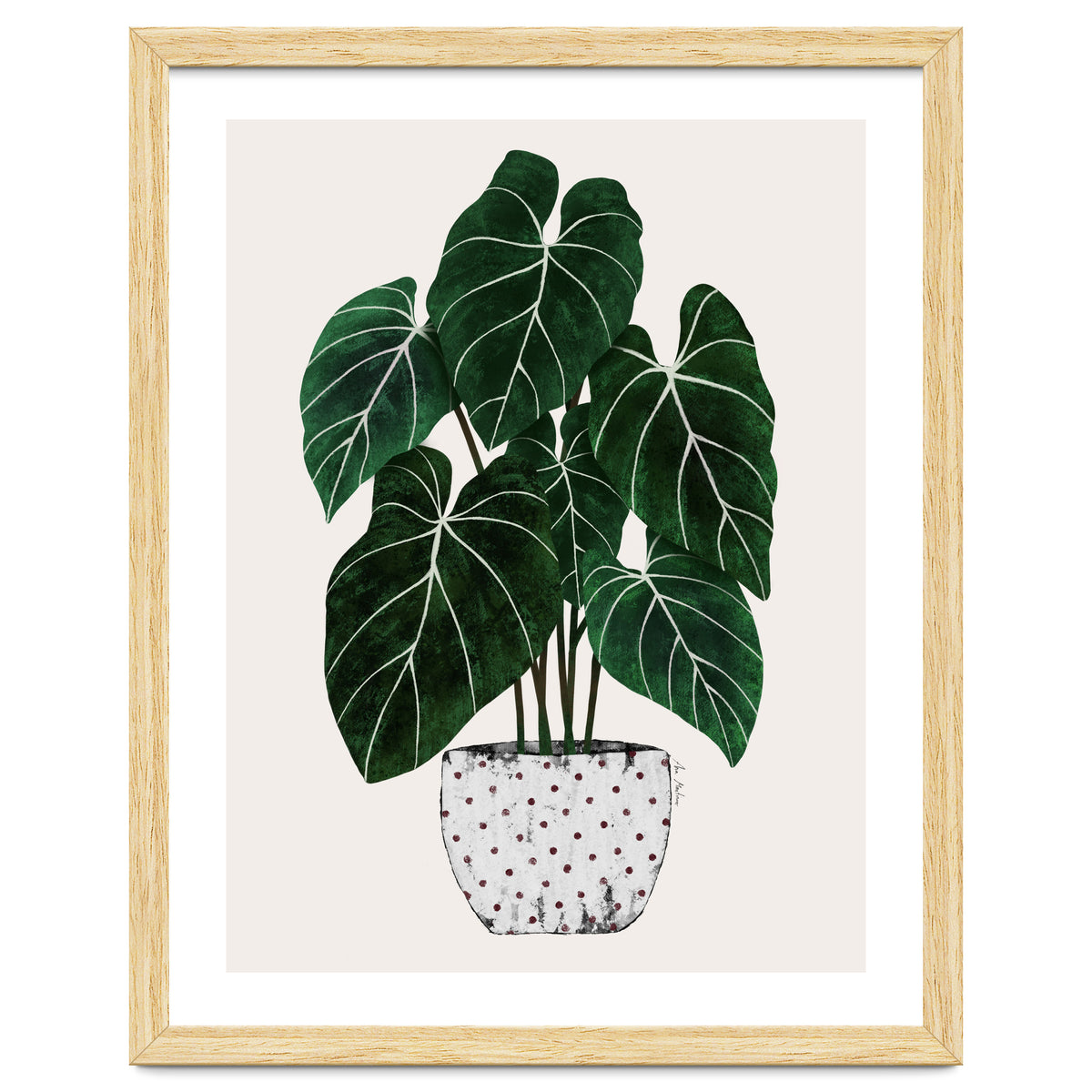 Philodendron Plant