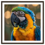 Blue And Gold Macaw Portrait Close Up thumbnail