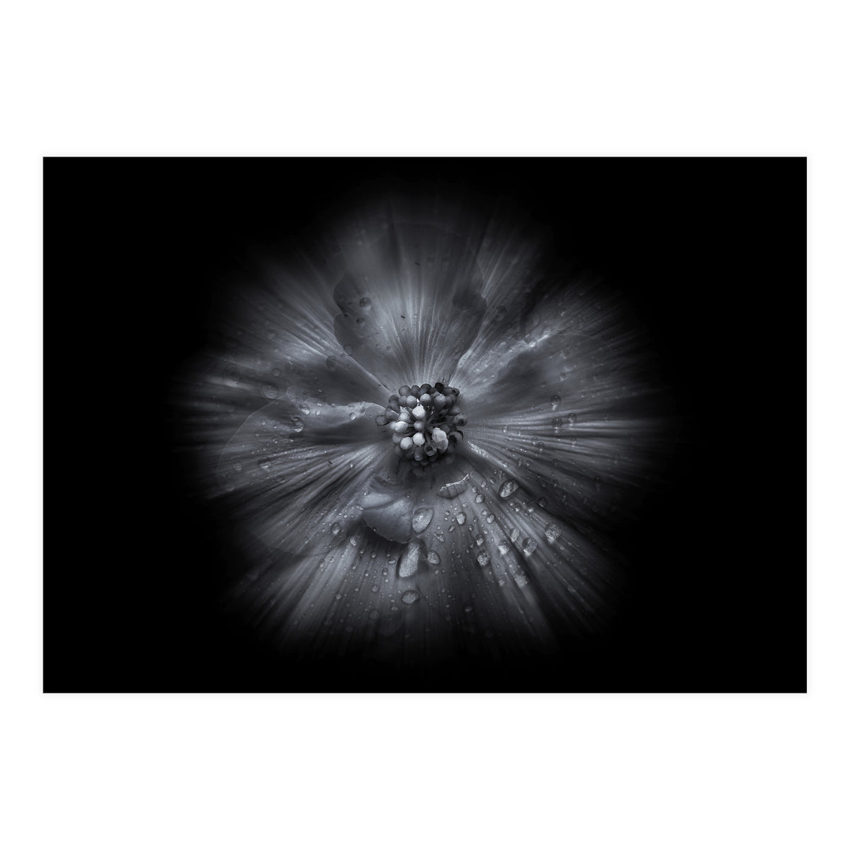Backyard Flowers In Black And White No 66 Flow Version (Print Only)