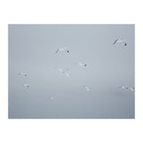 Flying seagulls in the winter sky (Print Only) thumbnail