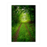 Green Forest Trail (Print Only) thumbnail