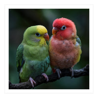 Two Lovebirds Sitting Together On A Branch (Print Only)