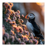 Puffin Bird On Rocks Near Pink Flowers At Sunset (Print Only) thumbnail