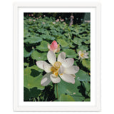 Hylas thumbnail