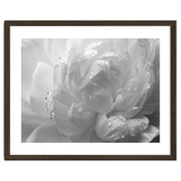 Ethereal Monochromatic Peony Petal Macro