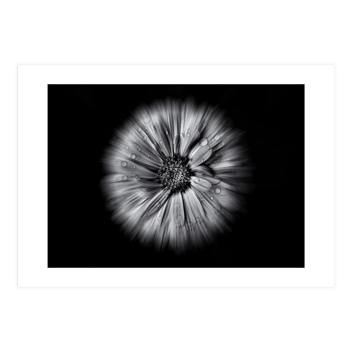 Backyard Flowers In Black And White No 10 Flow Version (Print Only)
