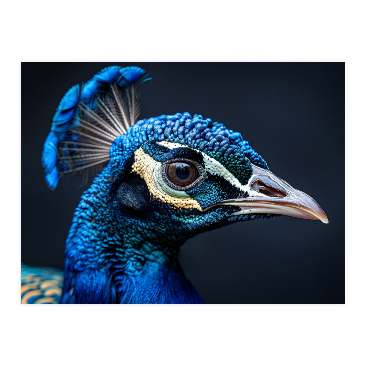 Close Up Of A Peacock Head Blue Feather (Print Only)