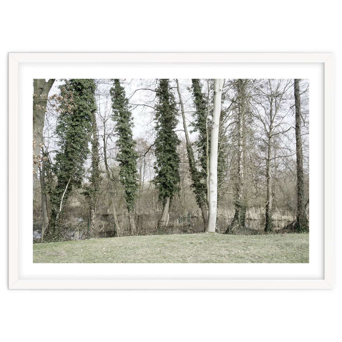 Sole white birch in the trees