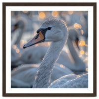 Majestic Swan Close Up With Water Droplets