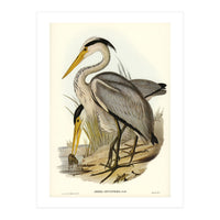 Elizabeth Gould – Great Grey Heron (Ardea leucophaea) | Birds of Australia Illustration (Print Only)