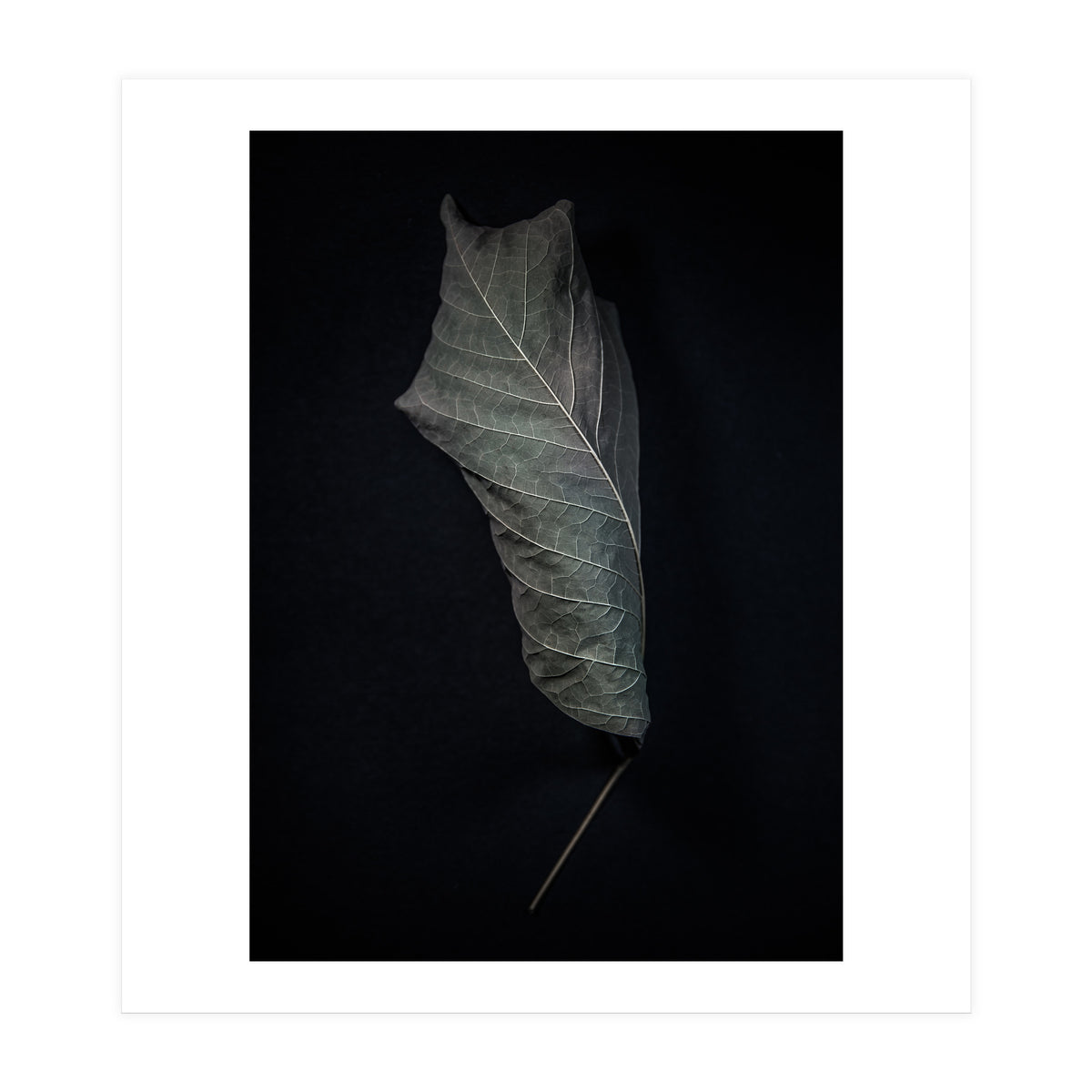 Leaves No 3 Color Version (Print Only)