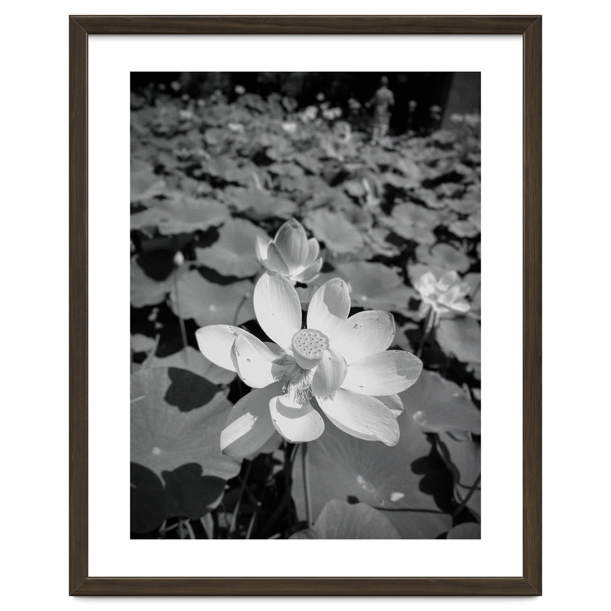 Hylas | Black & White