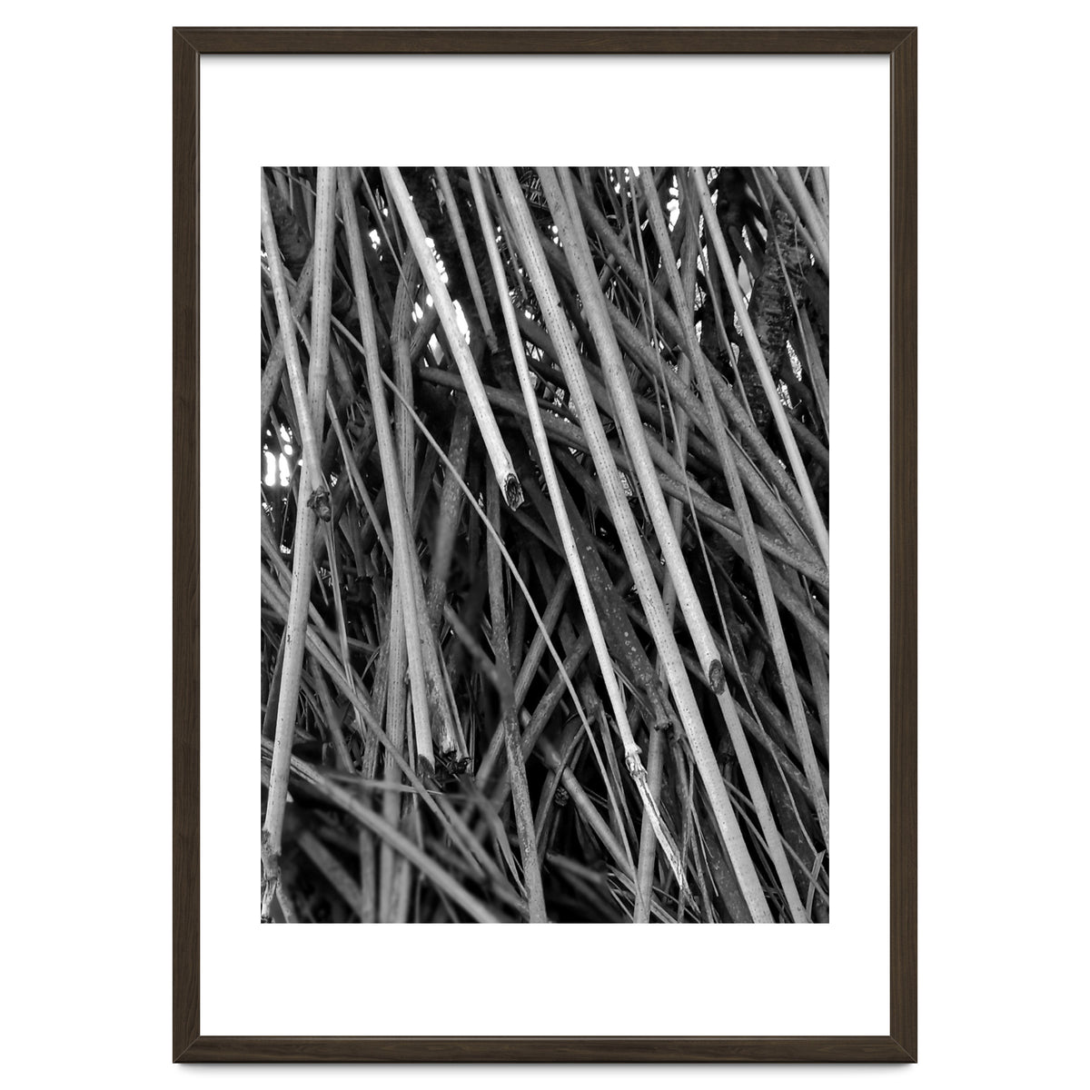 Black Tectorius Plant Shoots Art