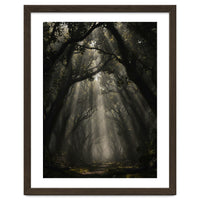 Enchanted Canopy: Mystical Forest Path