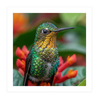Close Up Of A Hummingbird On Red Flowers (Print Only)