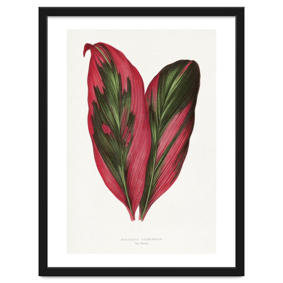 Alexander Francis Lydon & Benjamin Fawsett – Pink Dracaena Terminalis Leaf (1865)
