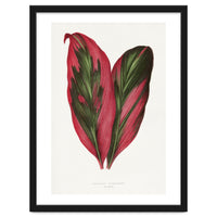 Alexander Francis Lydon & Benjamin Fawsett – Pink Dracaena Terminalis Leaf (1865)