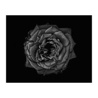 Backyard Flowers In Black And White No 110 (Print Only)