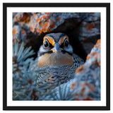 Close Up Falcon Eye Detail In Nest thumbnail