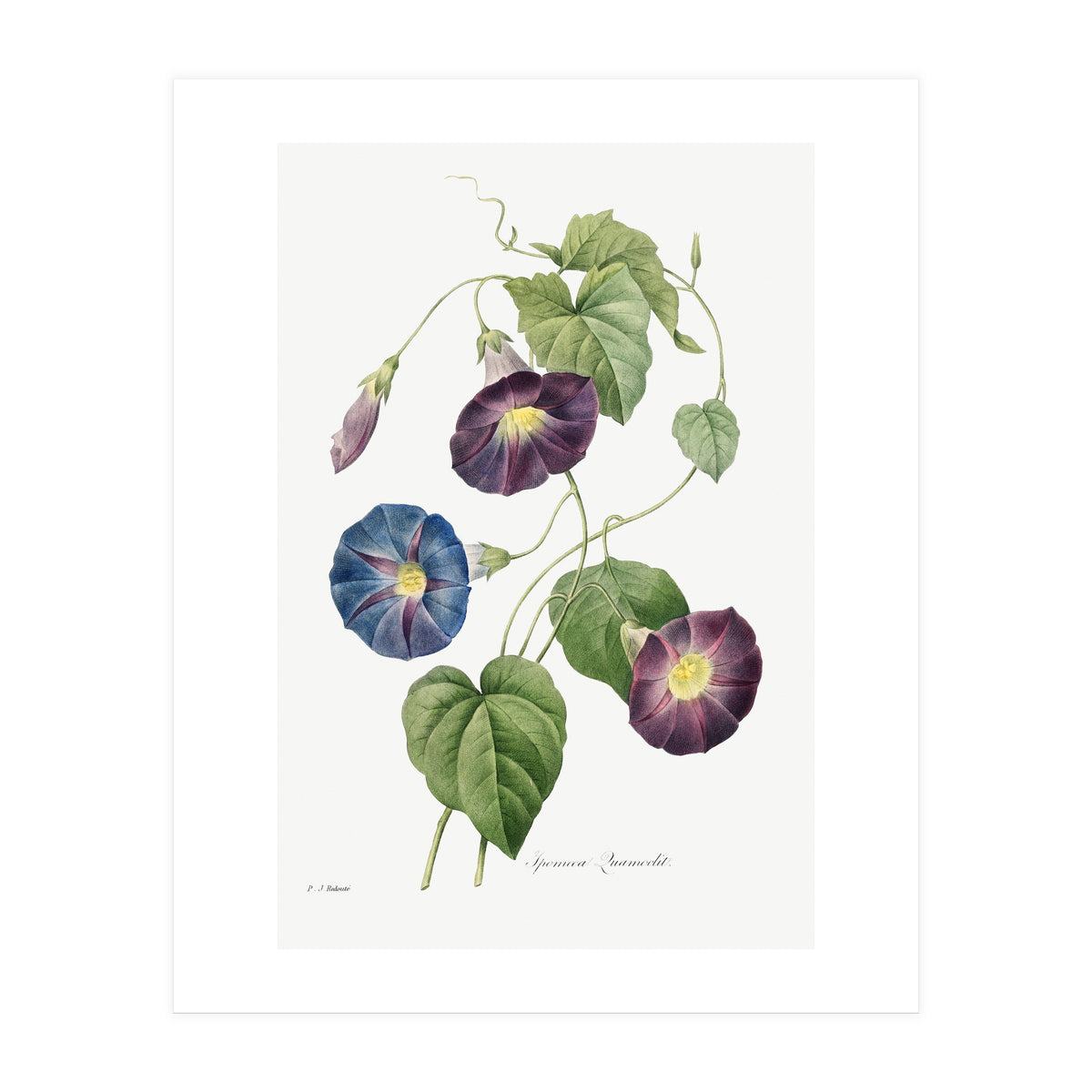 Pierre-Joseph Redouté & Henry Joseph Redouté – Star-Glory Morning-Glory (1827) (Print Only)